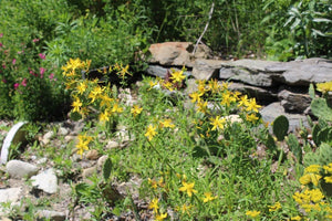 st john's wort herbicide control St. John's Wort – Experimental Farm Network Seed Store