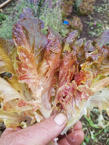 'Strawberry Oakheart' Lettuce