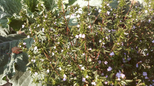 Summer Savory