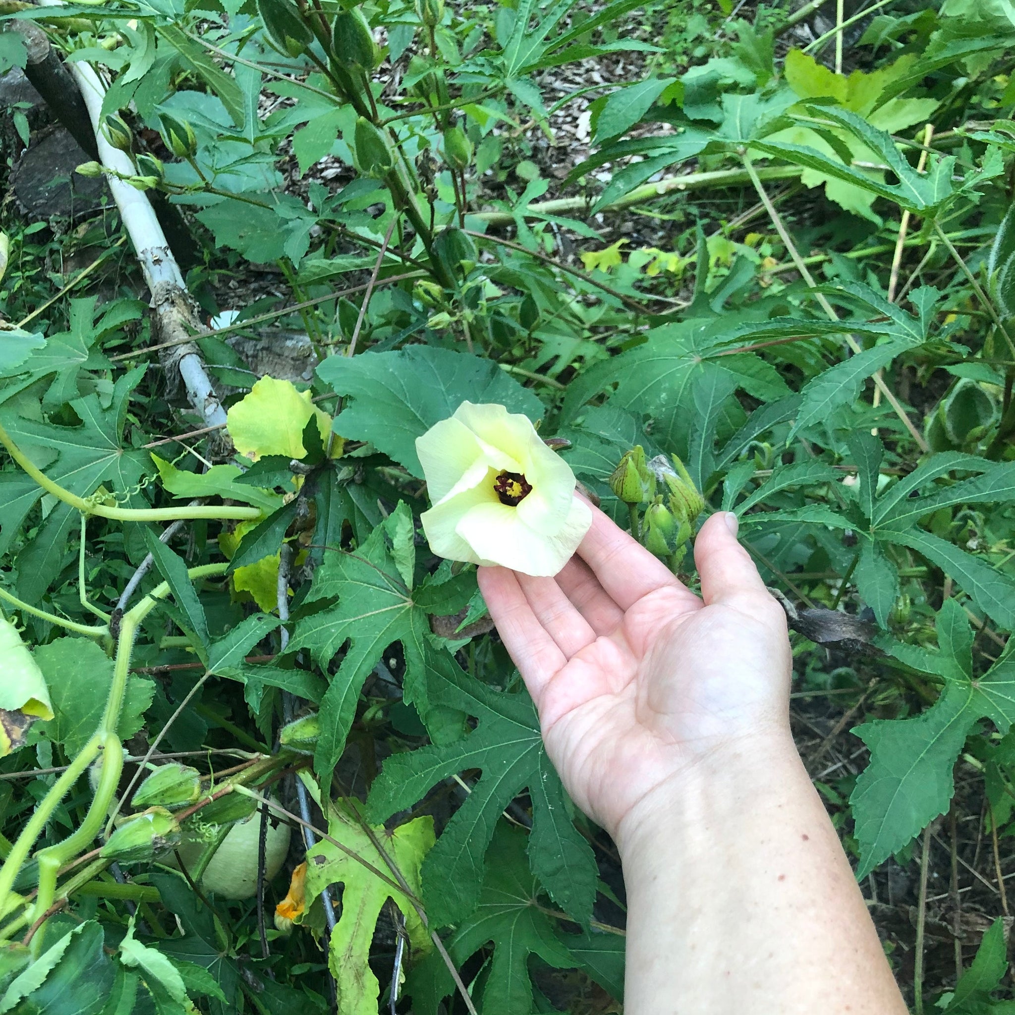 hibiscus plant hibiscus seed pods Kagawa' Sunset Hibiscus – Experimental Farm Network Seed Store