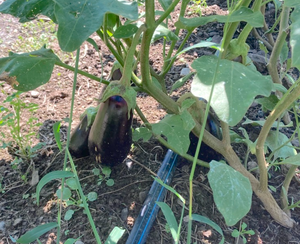 'Syrian Black' Eggplant