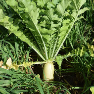 'Tapmaster' Daikon Radish Cover Crop