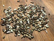 Teosinte