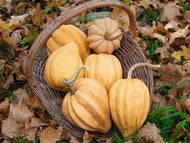'Thelma Sanders Sweet Potato' Squash
