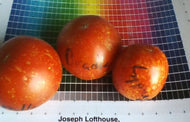 'Brad' Tomato
