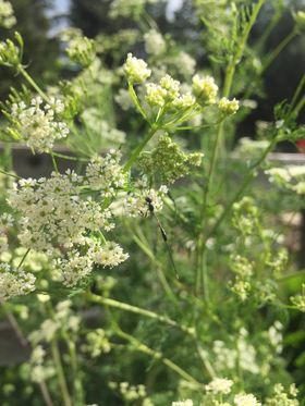 Polish Turnip-Rooted Chervil