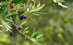 'Canino' Olive