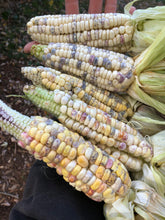 'Ultracross' Self-Feeding Corn Grex