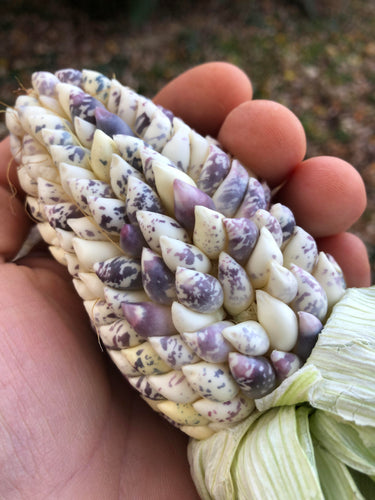 'Speckled Parching' Self-Feeding Corn Grex