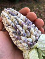 'Speckled Parching' Self-Feeding Corn Grex