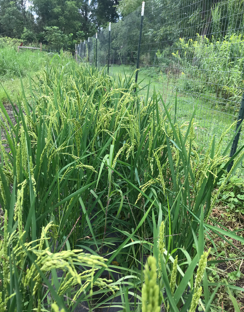 'Kyzyl Shala' Upland Rice – Experimental Farm Network Seed Store