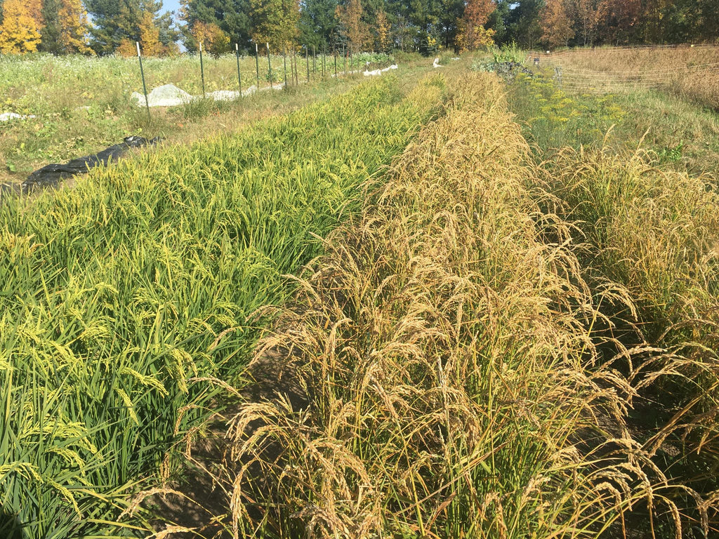 'Kyzyl Shala' Upland Rice – Experimental Farm Network Seed Store