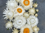 'Vintage White' Strawflower