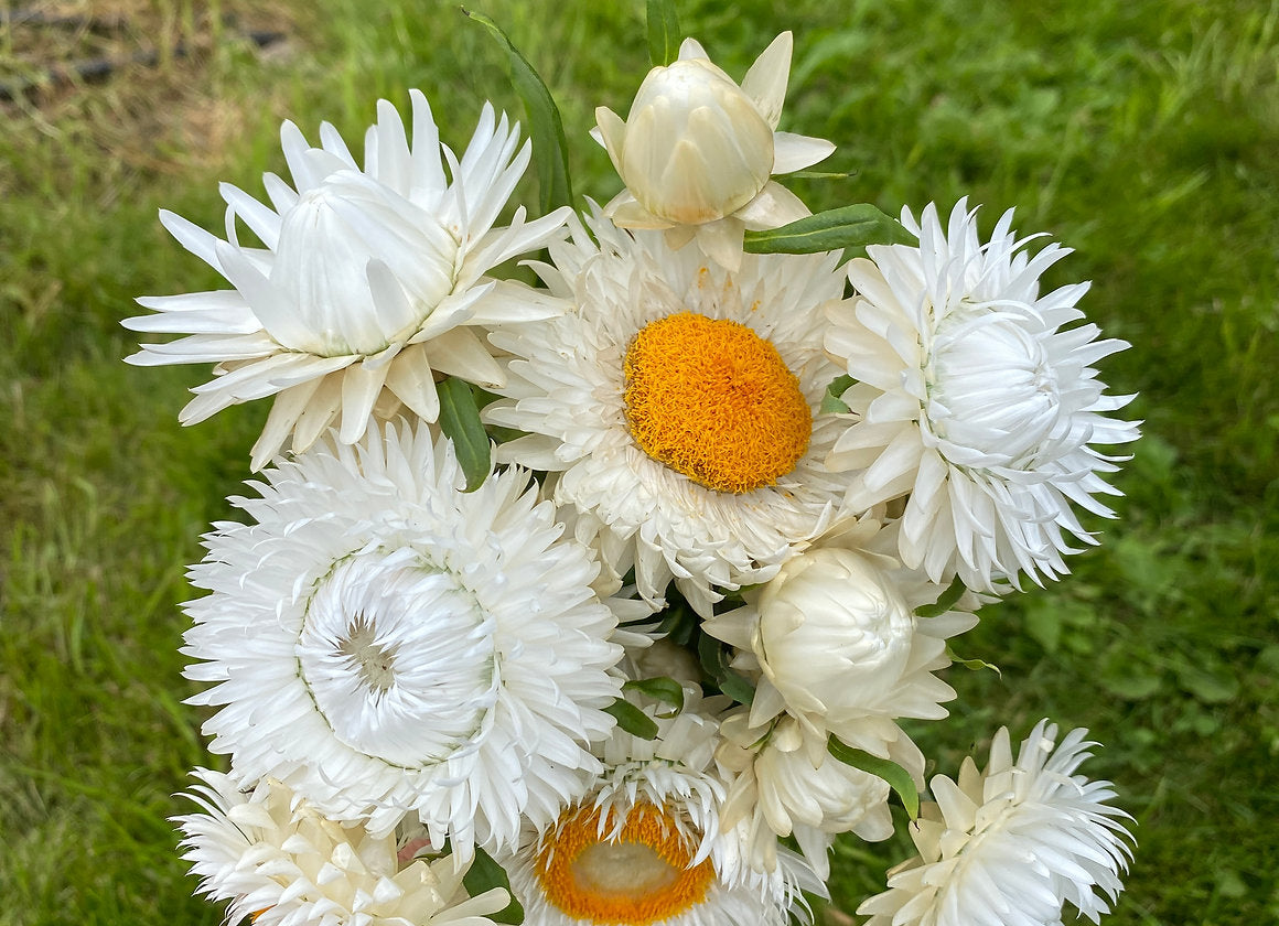 Straw Cover White Flower