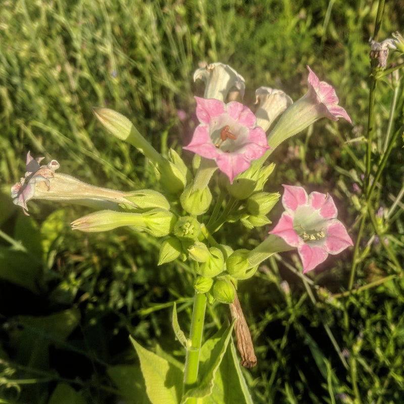 pink tobacco flower Virginia Smoking' Tobacco – Experimental Farm Network Seed Store