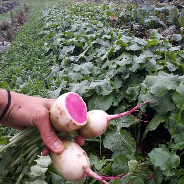 planting watermelon radish seeds 'Watermelon' Radish