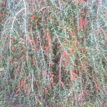 Weeping Yaupon Holly (fresh berries)