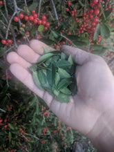 Weeping Yaupon Holly (fresh berries)
