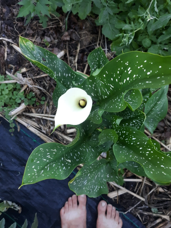 white spotted leaf calla lily White Calla Lily