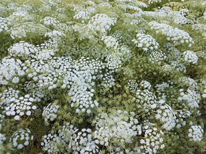 White Dill