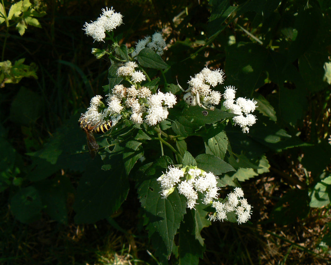 white snake root plant White Snakeroot – Experimental Farm Network Seed Store