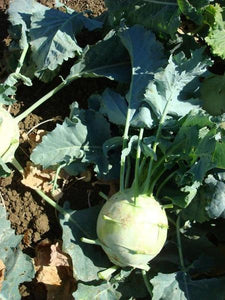 'Early White Vienna' Kohlrabi