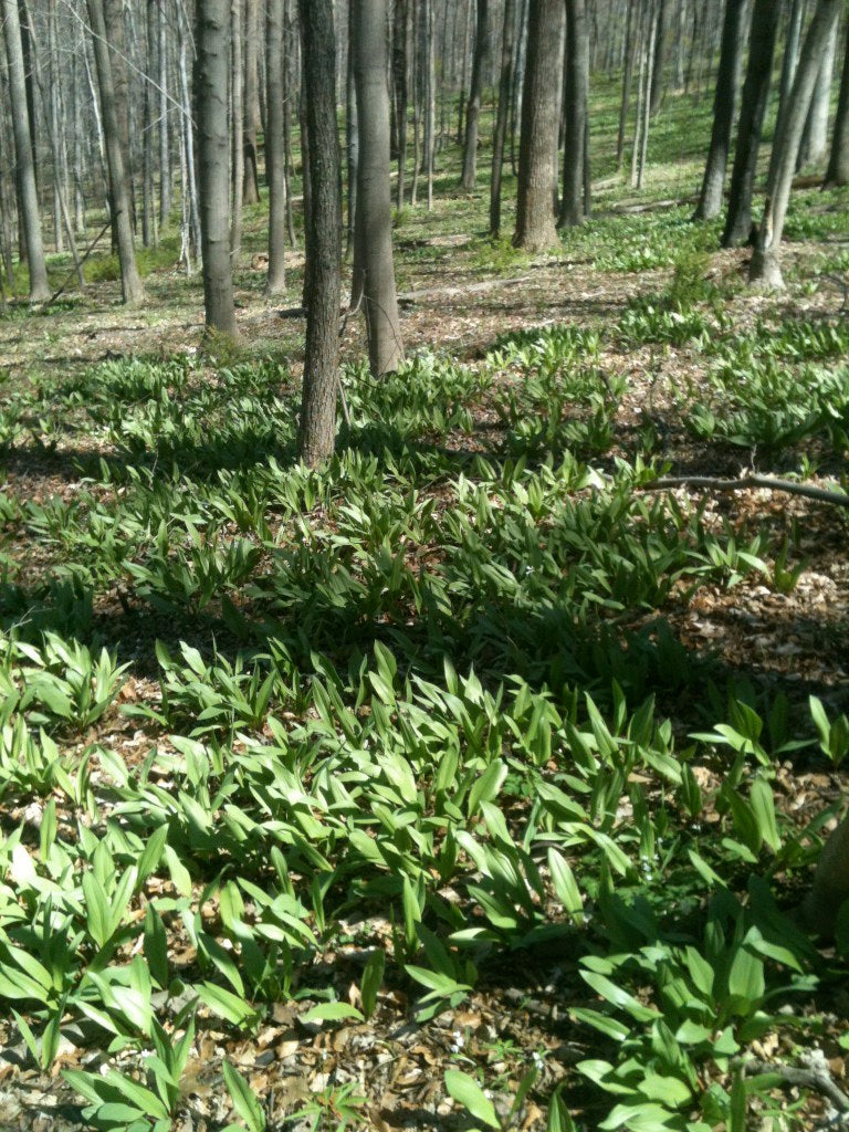 Wild Ramps (SE Pennsylvania Ecotype) – Experimental Farm Network Seed Store