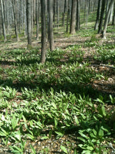 Wild Ramps (SE Pennsylvania Ecotype)