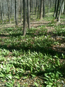 Wild Ramps (SE Pennsylvania Ecotype) – Experimental Farm Network Seed Store