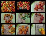 Wildling Panamorous Tomato