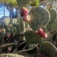 'Willoughby Spit' Prickly Pear
