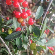 Weeping Yaupon Holly (Fresh Berries)