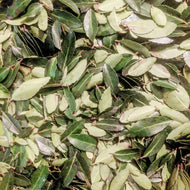 Yaupon Holly