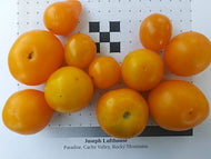 'Yellow Chariot' Tomato