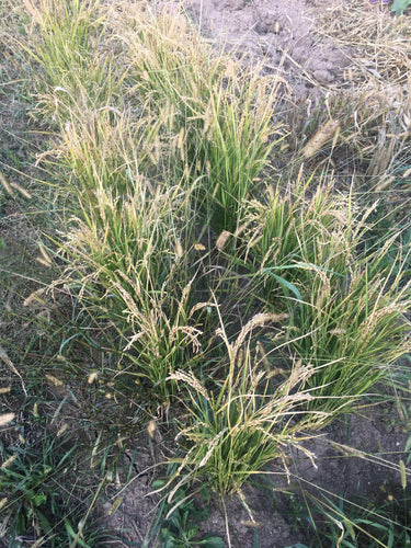 'Yukikihari' Lowland or Upland Rice