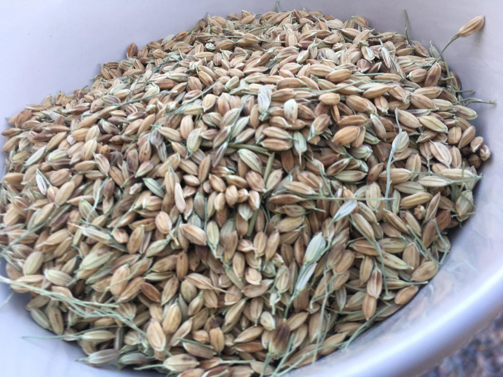 'Yukikihari' Lowland or Upland Rice – Experimental Farm Network Seed Store