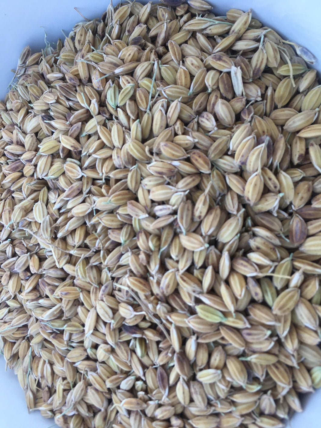 'Zerawchanica' Upland Rice